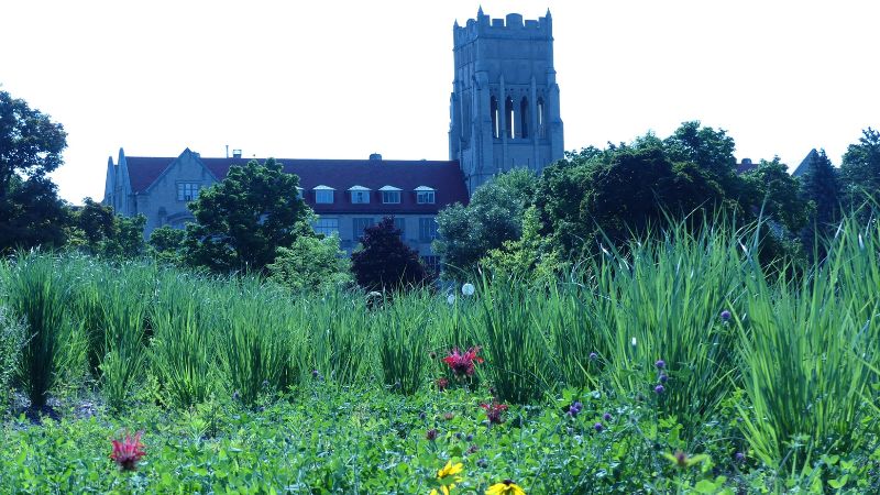 church overlooking native plants