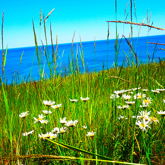 wild flowers and grass along lake michigan