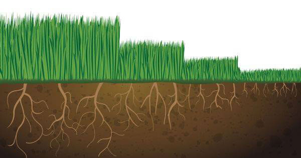 graphic showing how grass roots grow deep