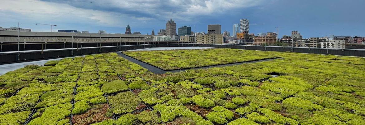 This is an image of MMSD's green roof.
