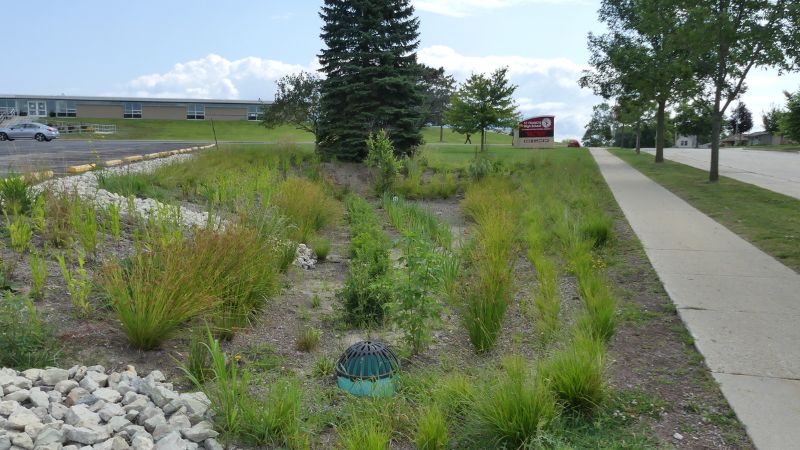 bioswale with native plants 