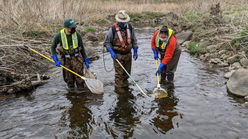 Stocking fish in river in the Milwaukee area.