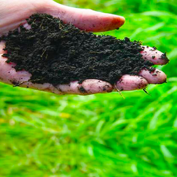 soil in the palm of a hand
