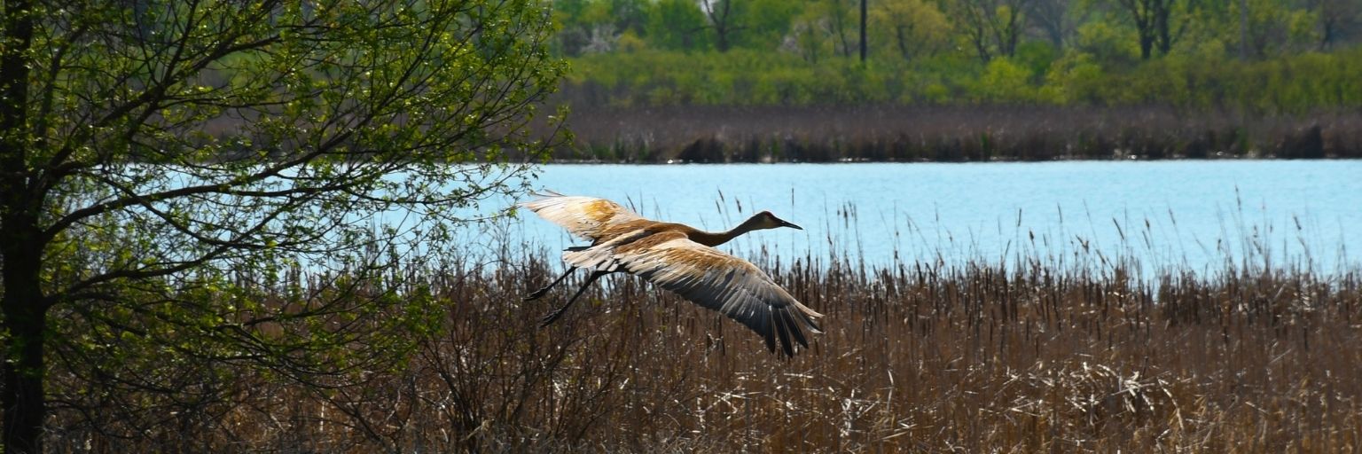 crane flying over wetland greenseams property