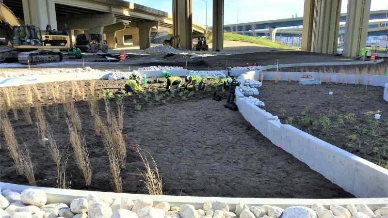 native plants growing under highway overpass