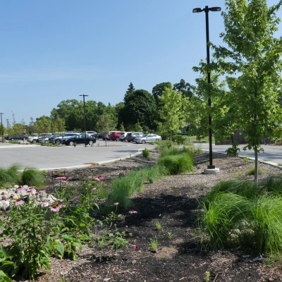 Milwaukee_Montessori_bioswale_stormwater_tree_8_400_x_400_px.webp